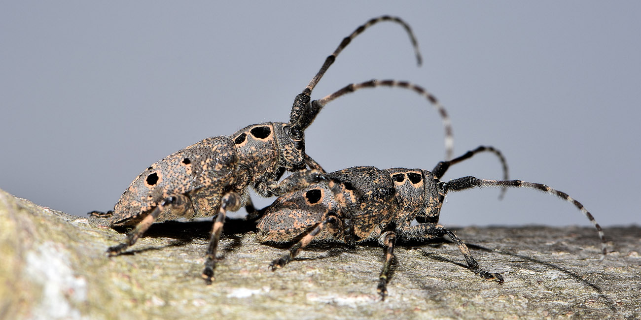 Cerambycidae: Mesosa curculionoides?  S !